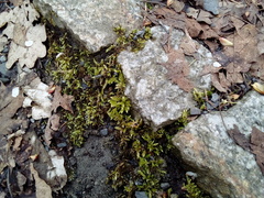 Brachythecium rutabulum