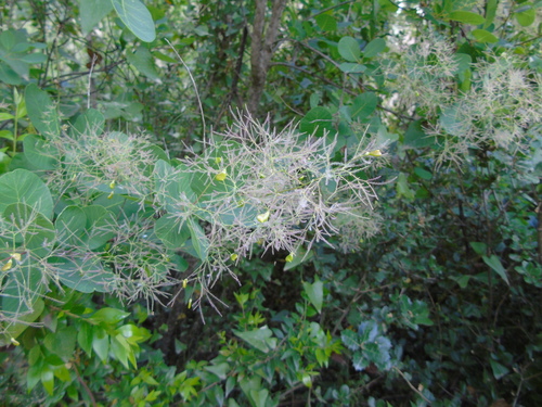 Smokebush