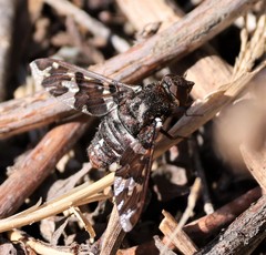 Exoprosopa caliptera