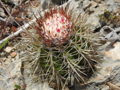 Melocactus harlowii