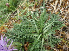 Carthamus mitissimus