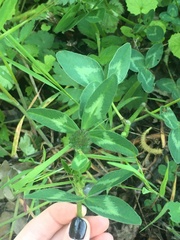 Trifolium medium