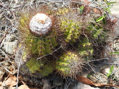 Melocactus harlowii