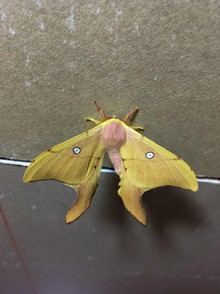 Cercophaninae