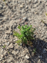 Matricaria discoidea