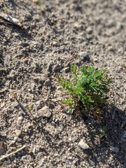 Matricaria discoidea