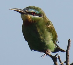 Merops persicus persicus