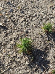 Matricaria discoidea