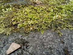 Brachythecium rutabulum
