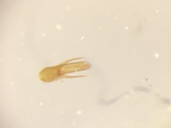 Phyllodrepa humerosa