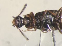 Phyllodrepa humerosa