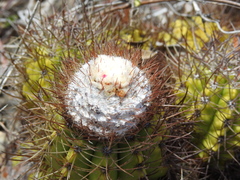 Melocactus harlowii