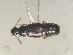Phyllodrepa humerosa