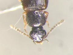 Phyllodrepa humerosa