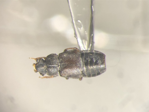 Megarthrus angulicollis