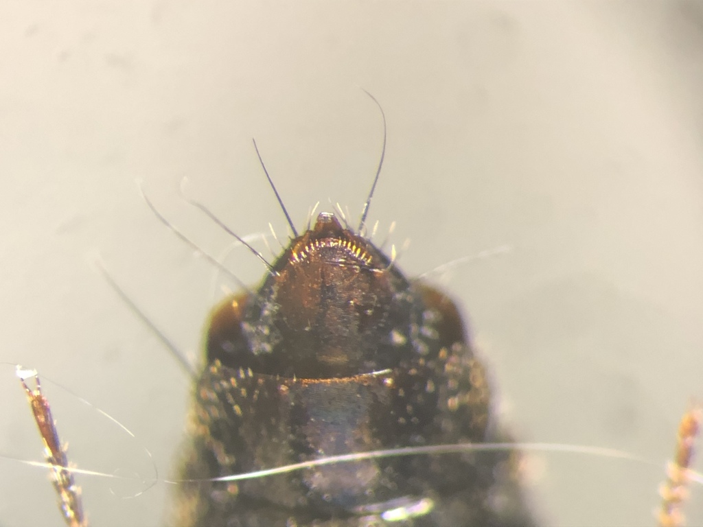 Staph beetle