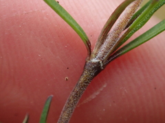 Coprosma elatirioides