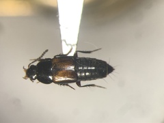 Tachinus luridus