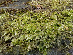 Brachythecium rutabulum