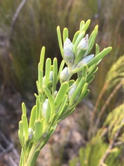 Leucadendron ericifolium
