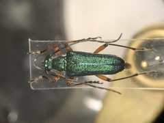 Anthophylax cyaneus