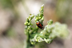 Crioceris quinquepunctata