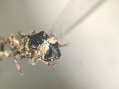 Conotrachelus corni