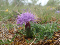 Carthamus mitissimus