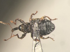 Conotrachelus corni