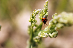 Crioceris quinquepunctata