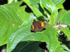 Koruthaialos rubecula