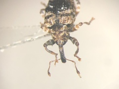 Conotrachelus corni