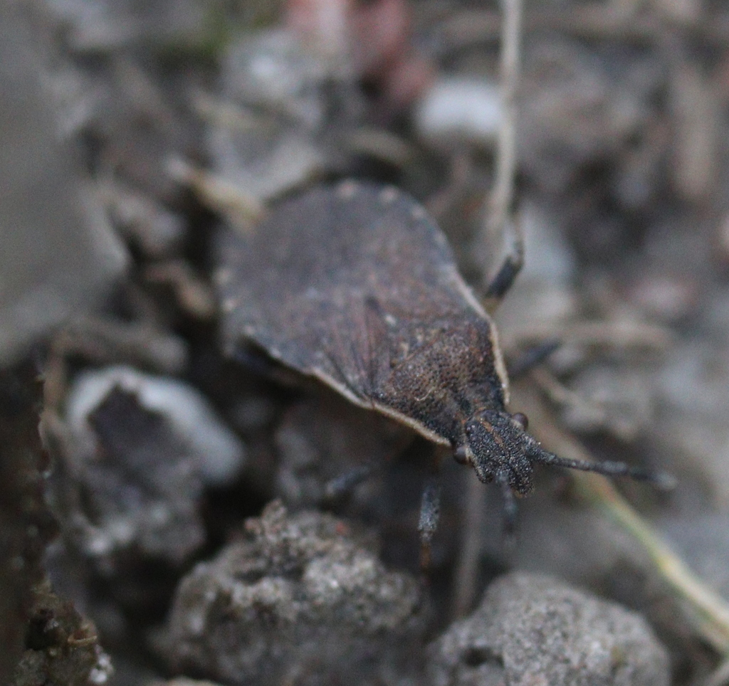 Nemocoris fallenii