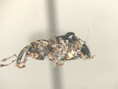 Conotrachelus corni