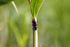 Crioceris quinquepunctata