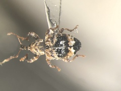 Conotrachelus corni