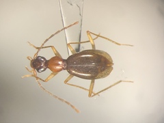 Brathinus nitidus