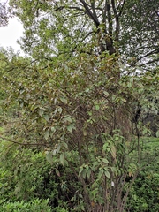 Rhododendron rivulare