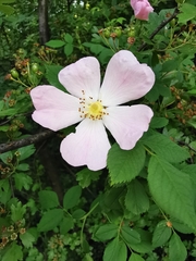 Rosa canina