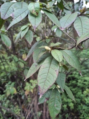 Rhododendron rivulare