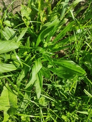 Plantago lanceolata