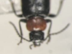 Pedilus canaliculatus