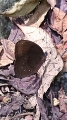 Faunis canens arcesilas