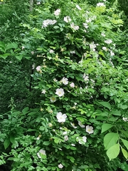 Rosa canina