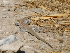 Aspidoscelis gularis