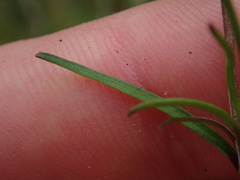 Coprosma elatirioides