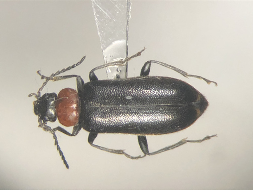 Pedilus canaliculatus