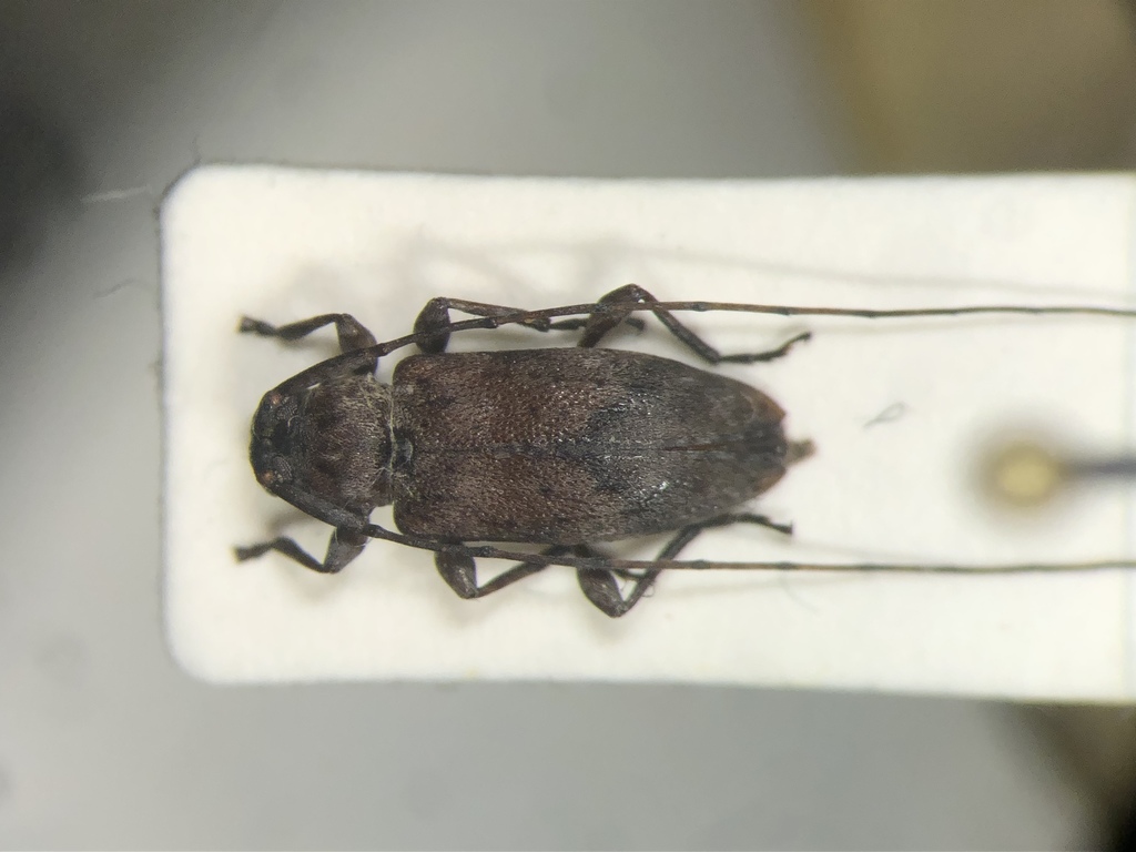 Sternidius rusticus