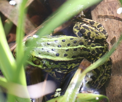 Pelophylax lessonae