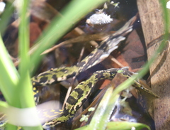 Pelophylax lessonae